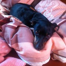 Prazsky krysarik Diva