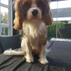 Cavalier king charles spaniel Wilma