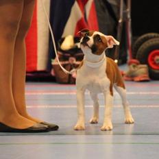 Staffordshire bull terrier * QT *