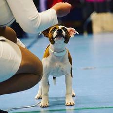 Staffordshire bull terrier * QT *