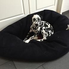 Dalmatiner Frihedens Tiara (Lucca)