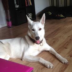 Hvid schæfer Kjaersgaards Emmit