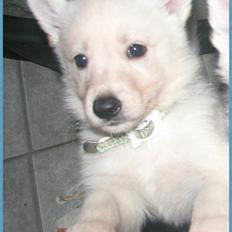 Hvid schæfer Kjaersgaards Emmit