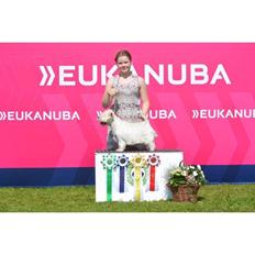 West highland white terrier Laura