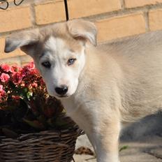 Blanding af racer Aura