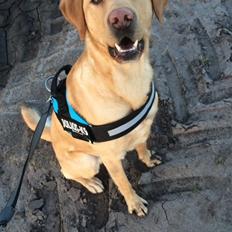 Labrador retriever Enzo
