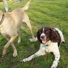 Blanding af racer Nikki (LilleSøster)