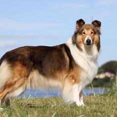 Collie langhåret Gaia