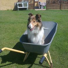 Collie langhåret Gaia