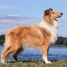 Collie langhåret Lapinette's Heading for the Top (HERA)