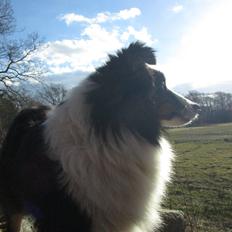 Shetland sheepdog Nana