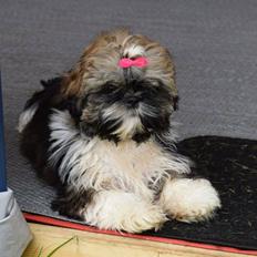 Shih tzu Perle "fra Mønsted's hunde"