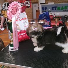 Shih tzu Perle "fra Mønsted's hunde"