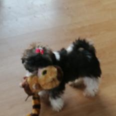 Shih tzu Perle "fra Mønsted's hunde"