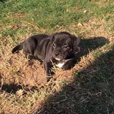 Staffordshire bull terrier Luna