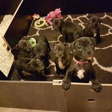 Staffordshire bull terrier Luna