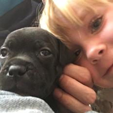 Staffordshire bull terrier Luna