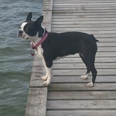 Boston terrier Divadogs Bera Banana