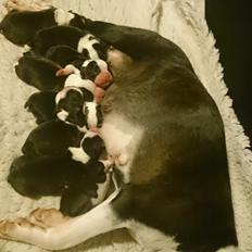 Boston terrier Rieckholms Fanta Fantastic