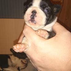 Boston terrier Rieckholms Fanta Fantastic