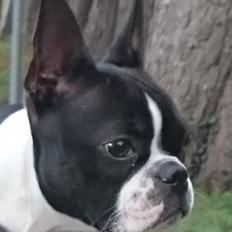Boston terrier Rieckholms Fanta Fantastic