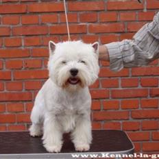 West highland white terrier omega ice