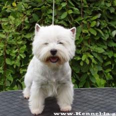 West highland white terrier omega ice