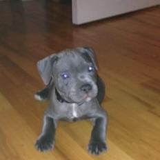 Staffordshire bull terrier Herman
