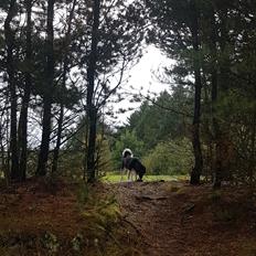 Siberian husky Cindy