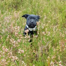 Staffordshire bull terrier Tiena Golden Predator (Luca)