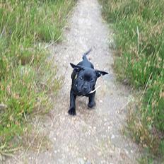 Staffordshire bull terrier Tiena Golden Predator (Luca)