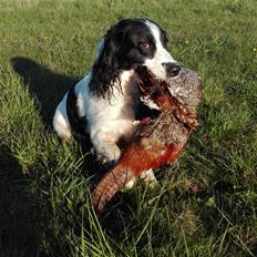 Field Trial Springer Spaniel rex