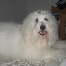 Coton de tulear Janus