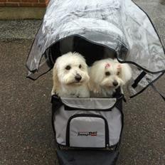 Coton de tulear Jespersen's Savannah