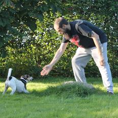 Dansk svensk gaardhund Lea 