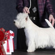 West highland white terrier omega ice