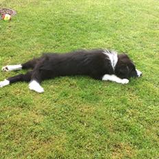 Border collie Selma