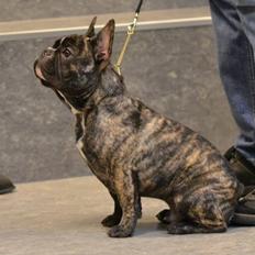 Fransk bulldog Elton (PERRO PELEA CORDOBES BULL'S ELTON)