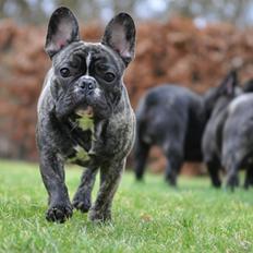Fransk bulldog Elton (PERRO PELEA CORDOBES BULL'S ELTON)