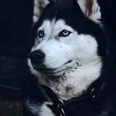 Siberian husky Zika