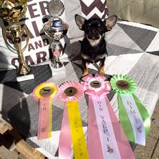 Chihuahua CH. Hello World Some Assembly Required "Saga"