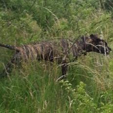 Dogo canario Pumba aka Baco Fuerza Bull