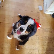 Berner sennenhund bayley