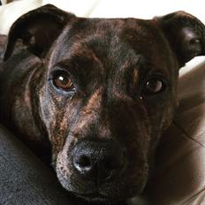 Staffordshire bull terrier Uffe