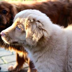 Nova scotia duck tolling retriever Springer Nova's Savanna Of Deye