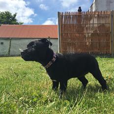 Staffordshire bull terrier Gadfelt's Delightful Athena