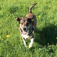 Blanding af racer Charme <3