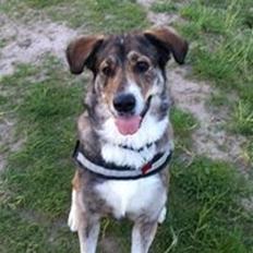 Blanding af racer Charme <3