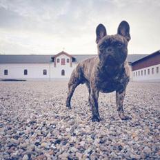 Fransk bulldog Venges Montpellier - "Michelin"