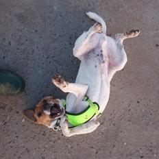 Dansk svensk gaardhund Jack